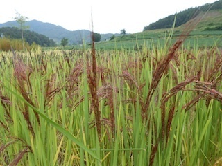201209150124.jpg