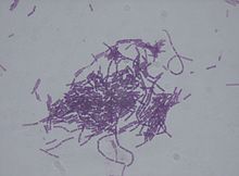Bacillus-thuringiensis.jpg