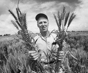 Norman-Borlaug.jpg